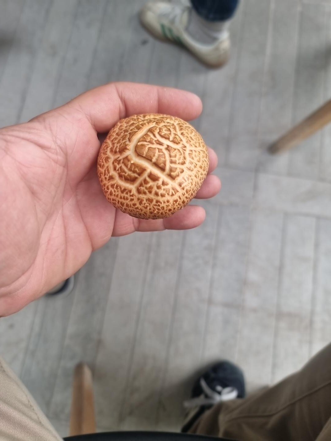 seta rica