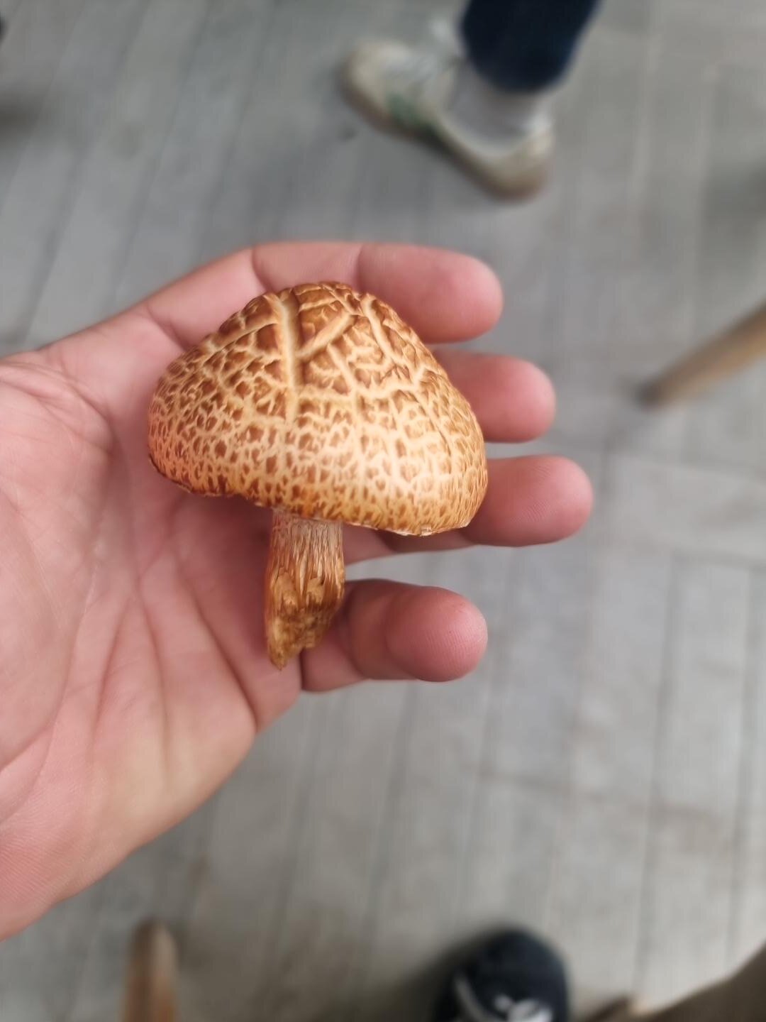 seta rica